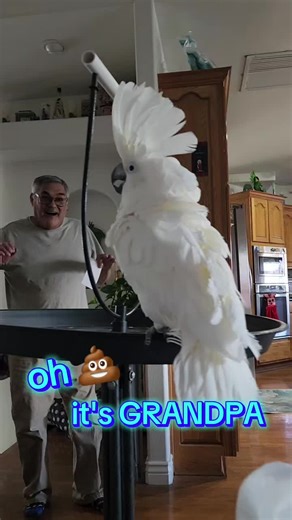 Grandpa's Cockatoo: A Feathered Personality Unleashed