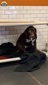 13M views · 481K reactions | She was so terrified I just couldn't leave her behind. I could never have guessed how she'd transform at the sanctuary.  Thank you again Family Dogs New Life Shelter | The Asher House | Facebook