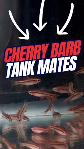 BEST Tankmates for Cherry Barbs | Cherry Barb Fish