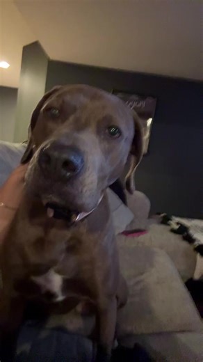 Scary Staring Contest with a Pitbull