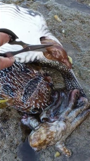 Incredible Low Tide Seafood Catch | Giant Fish, Octopus & Shellfish Harvest on the Beach!