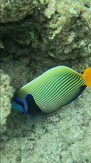 Emperor Angelfish in Full Color! 🐠💫 A Close-Up You Won’t Forget
