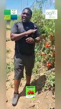 How A Zambian Farmer Observed The Field Performance of Freedom F1 Tomato/Organic Agro Investment