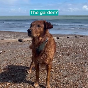 2.8K views | Meanwhile my human is scrolling through the 13,457 photos of me on her camera roll thinking about how much she misses me. And I’m just out here having the best time at home with my TrustedHousesitters. ❤️ | TrustedHousesitters | Facebook