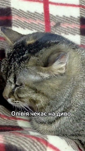 Олівія: киця з вадою ока, яка вірить у диво ✨ #shorts #допомога #cat #волонтер #ukraine #kitten
