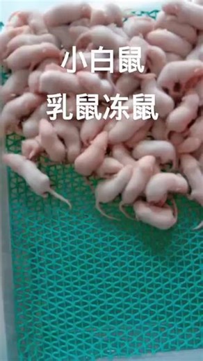 农村创业养殖小白鼠
