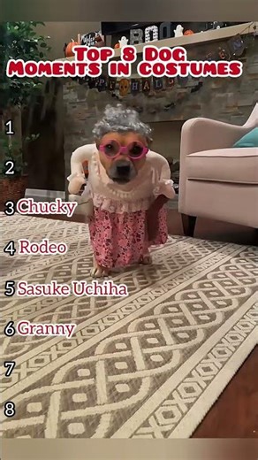 Top 8 dog moments in costumes #funny #dog #shorts