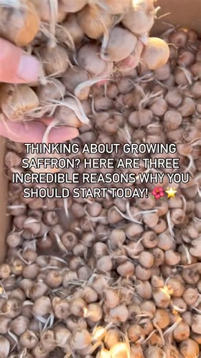 3.9K reactions · 626 shares | 3 incredible reasons why you should start growing your own saffron spice today!￼ | Shesrootedhomesaffron | Facebook