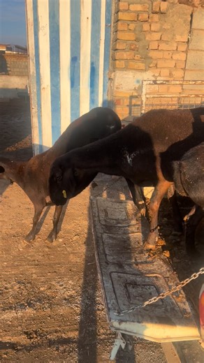 ‎میش چینی | سید مهدی حسینی‎ on Instagram‎: "🟢 بار جدید ۸ راس میش‌چینی‌اصیل"‎