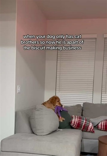 The cattitude runs deep 🐈#catsoftiktok #cat #dogsoftiktok #dog #catbiscuits 🎥 Credit: @natalie