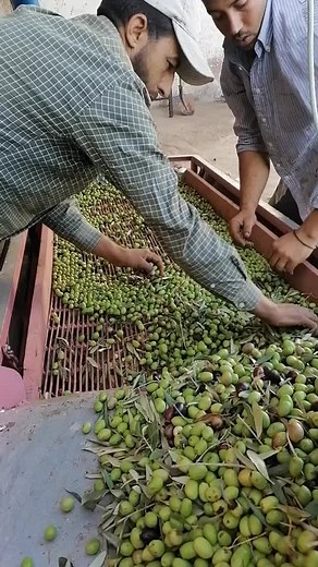 Olive Oil Production Process Explained