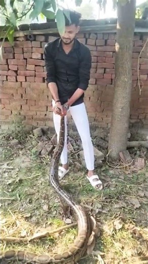 python snake ka rescue karte huye #python #snake #ytshorts #youtubeshorts #virlshort