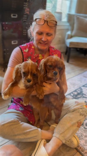 💖 Two Little Ruby Sweethearts 💖 These adorable Cavalier girls are full of sparkle, snuggles, and sweetness! Their ruby coats shine as bright as their playful hearts. 🐶✨ Life’s just better with a little Cavalier love. 💕 Taurunum Angel’s Kennel – Small World Puppies 🌐 www.smallworldpuppies.com | 📞 352-212-8275 #RubyCavaliers #CavalierLove #SmallWorldPuppies #TaurunumAngels | Health Tested Cavalier King Charles Spaniel Puppies -Small World Puppies
