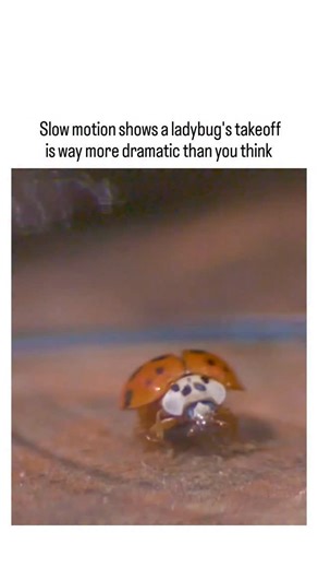 Lazy Legend on Instagram: "The post shares a 27-second slow-motion video of a ladybug lifting its red elytra to unfold delicate hindwings, then flapping them rapidly for a cinematic takeoff that contrasts its typically static appearance. Ladybugs achieve flight through a dual-wing system where hardened forewings protect foldable hindwings, enabling wingbeat frequencies up to 85 Hz for swift predator evasion, as confirmed in high-speed imaging studies. User replies express surprise at the insect'