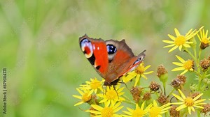 Zookeeper feeding hay to a selection of animals. Zebras and Camels crowding together for food