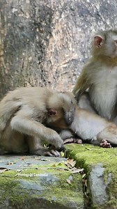 Heartbreaking Story of Abandoned Baby Archie, Injured in Both Legs Since Birth, Unable to Walk, Facing a Life of Pain, Loneliness, and Deep Sadness That Moves Everyone to Tears | Monkey Of Cambodia