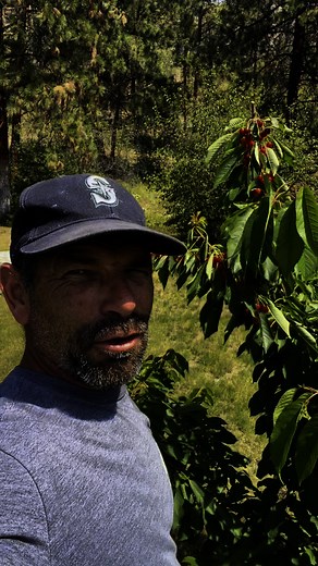 7.1K views · 89 reactions | Today I'm picking cherries in my back yard. What do you grow?#cherry #homegrown #fruit #okanagan #stevebuysdirt #cherries #kelowna | Steve Buys Dirt | Facebook