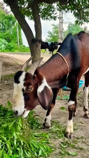Indian goat farming