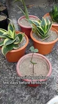 How to Feed Your Indoor Plants for MASSIVE Growth!