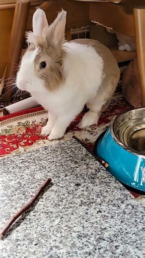 ウサギのモフがおやつを食べた後、トンネルの中に隠れた時! #うさぎ #かわいい #可愛い #ふわふわ #cute #rabbit #ペット #動物 #fyp #viralvideo #shorts