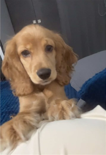 Understanding Cocker Spaniels: Their Unique Traits