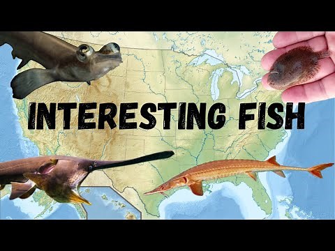 Strange and Interesting Freshwater Fish of North America: Part 3