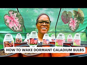 Wake Up Your Caladium Bulbs FAST! 🌿 Easy Summer Planting Tutorial | 1 week UPDATE!