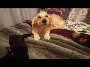 Guilty Golden Retriever dog tries to smile herself out of trouble. Cute doggo