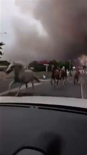 Horses run from thick smoke as wildfires spread in France