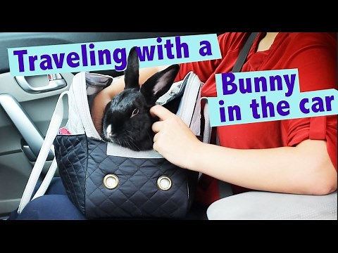 How To Travel With Your Bunny in the Car