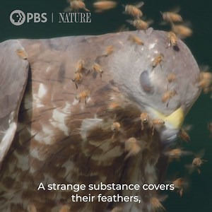 3K reactions · 495 shares | With their hooked beaks, razor-sharp talons, and a taste for flesh, raptors have conquered the globe. Witness a spectacular celebration of these birds of prey and learn how they are ranked among the world’s most successful predators. | Nature | PBS | Facebook