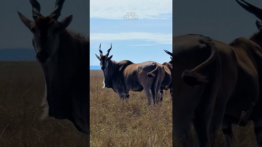 Encounter A Magnificent Eland Bull In The Diverse African Landscape