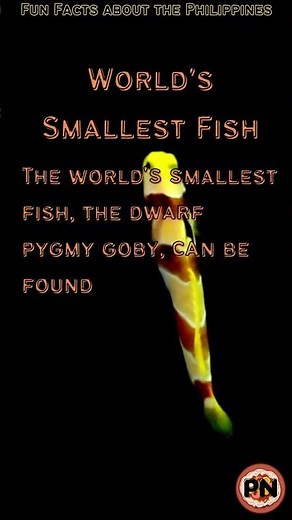 What is the world's smallest fish?