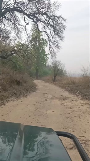 Jim Corbett Bijrani Zone Jungle Safari | Jim Corbett Wildlife & Nature View