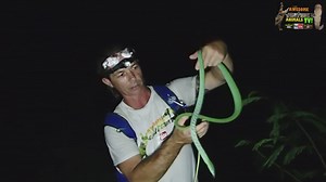 Nighttime herping expedition through Bali's forests discovering wild snakes and reptiles