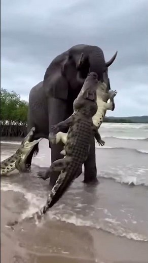 Elephant vs Crocodile: The Most Shocking Wildlife Beach Battle Ever Caught!