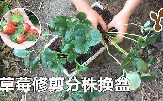 超详细的草莓修剪、分株、换盆、种植教程