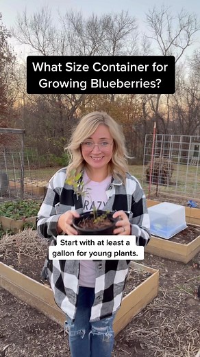 Container Gardening Guide: Growing Blueberries
