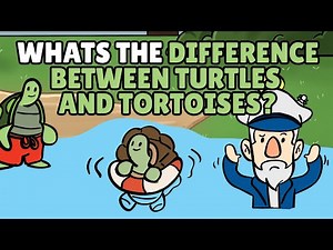 What is the Difference Between Turtles and Tortoises? | Best Learning Videos For Kids