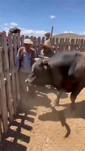 #viralreelsfacebook #viralreelschallenge #viralreelsシ #viralvideo | Lucy