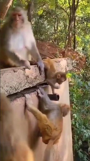 baby monkey fell from high tree | monkey fall down from tree