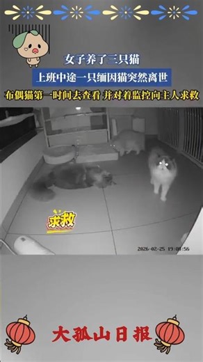 缅因猫突然离世，布偶猫对着监控向主人求救
