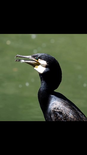 ✨ Meet the Great Cormorant_ Master Fisher of the Waters ✨ The Great Cormorant’s adaptability to freshwater and saltwater habitats mak | PI Sey | Facebook