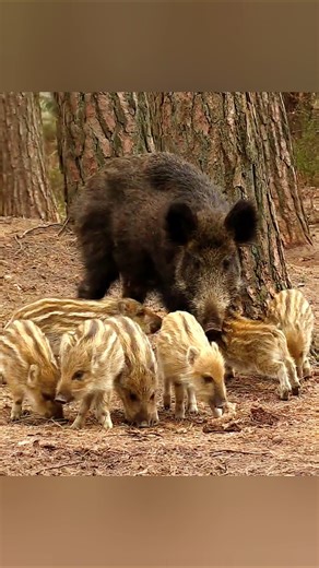 Mother Boar with Her Piglets in the Forest | Wildlife Nature Video #wildscenes #naturelovers #nature