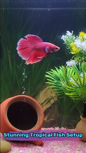 The Most Beautiful Tropical Fish Aquarium Setup