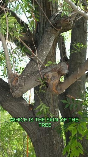 Does Your Tree Really Need Pruning?