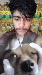 Dog botfly removal treatment #reels | MD Sahin