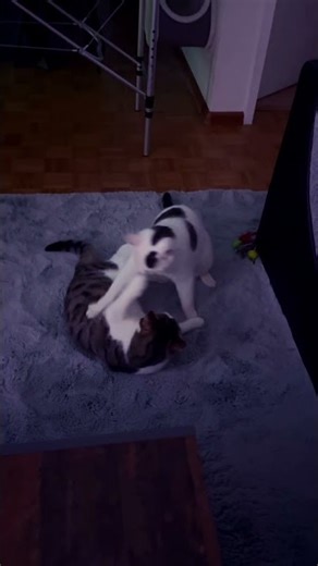 Influncer BOXING Match AZRIEL VS. LUCIEN #cats #boxing #animals