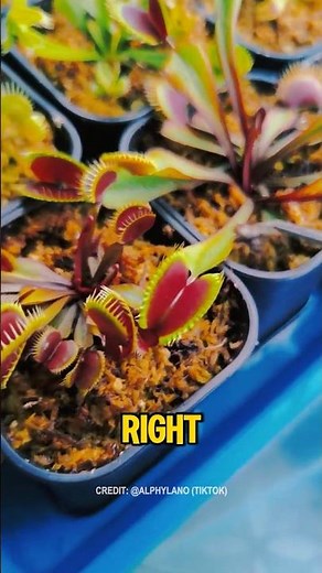 This Plant Eats Mice?! 😱 Nature’s Creepiest Carnivore #Shorts