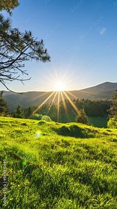Vertical Sunrise in green spring nature with grassy meadow in forest landscape Time lapse 4k panorama